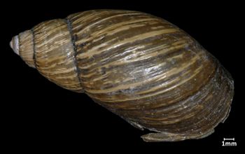 Media type: image;   Malacology 133207 Aspect: dorsal